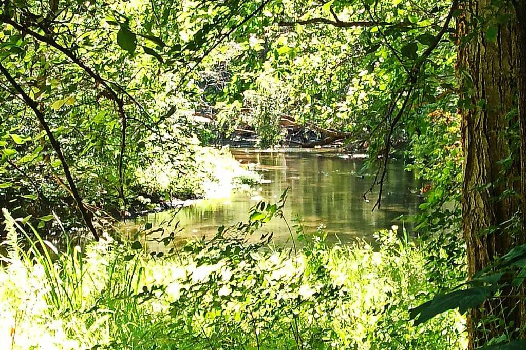 Gewässerexperten fordern neue Erörterung zum Polder Wyhl Weisweil