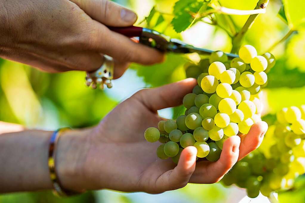 Ernte F Llt Beim Badischen Winzerkeller In Breisach Gr Er Aus Als Im