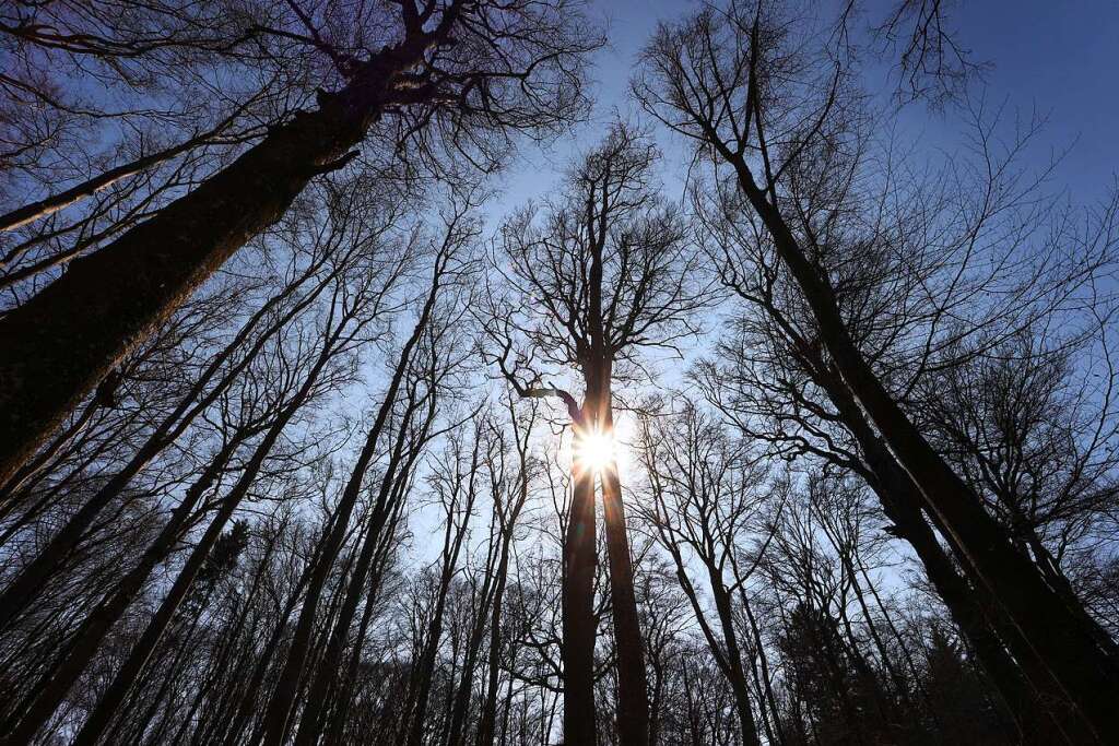 Ein Teil des Gutacher Waldes wird künftig sich selbst überlassen