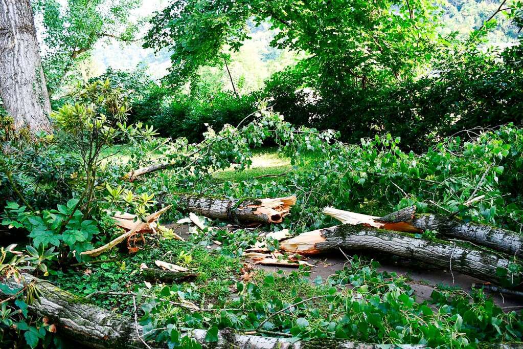 Unwetter Bringt In Grenzach Wyhlen Eine Meter Hohe Pappel Zum