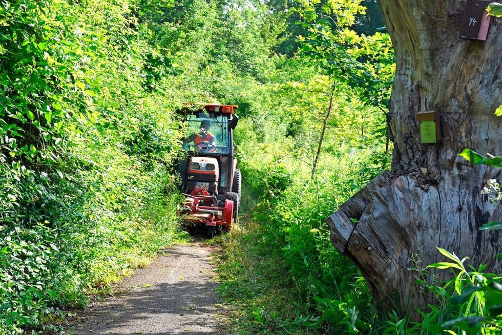 Hindernisse überflutete Wege und Schnakenbekämpfung im Rheinwald nach