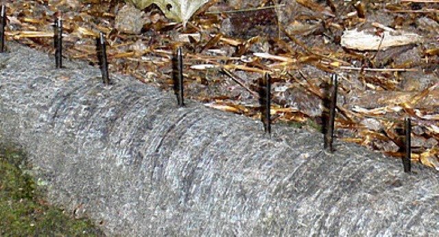 Wer diese Ngel in eine Wurzel gehmme...er gemacht hat, bleibt wohl ungeklrt.  | Foto: BZ