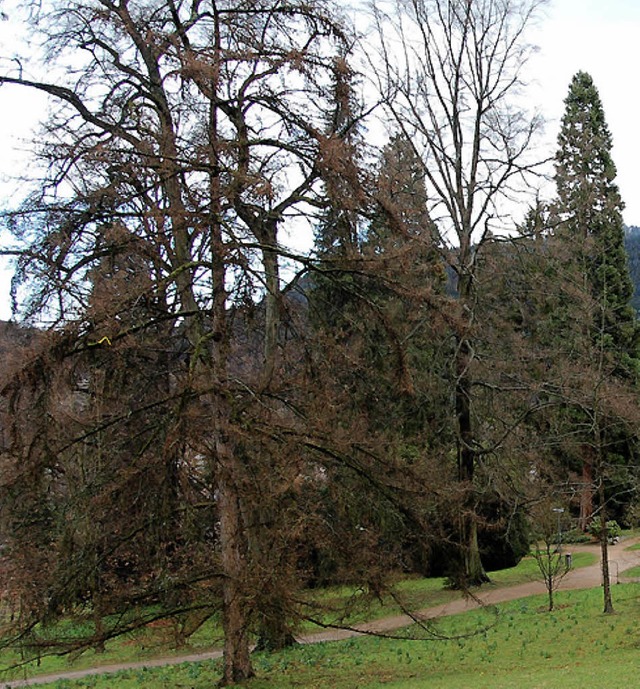 Der Kurpark von Badenweiler  steht im ... nicht nur weil er 250 Jahre alt ist.   | Foto: Sigrid umiger