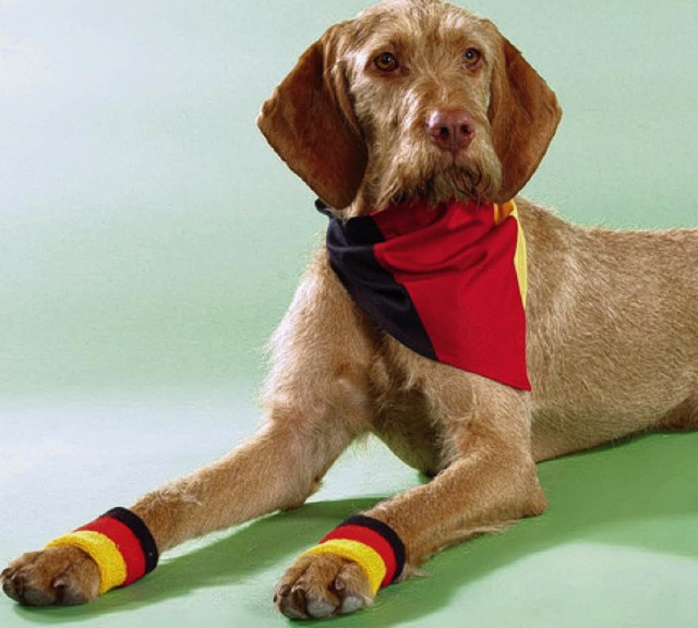 Dieser Hund ist gut ausgerstet frs Halbfinale.  | Foto: fressnapf.de