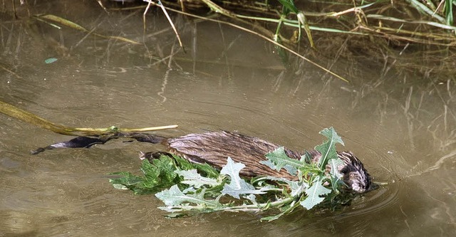 Hochwassergefahr    interessiert die B...e Nager munter durch den Erdwall.       | Foto: Heike Lemm