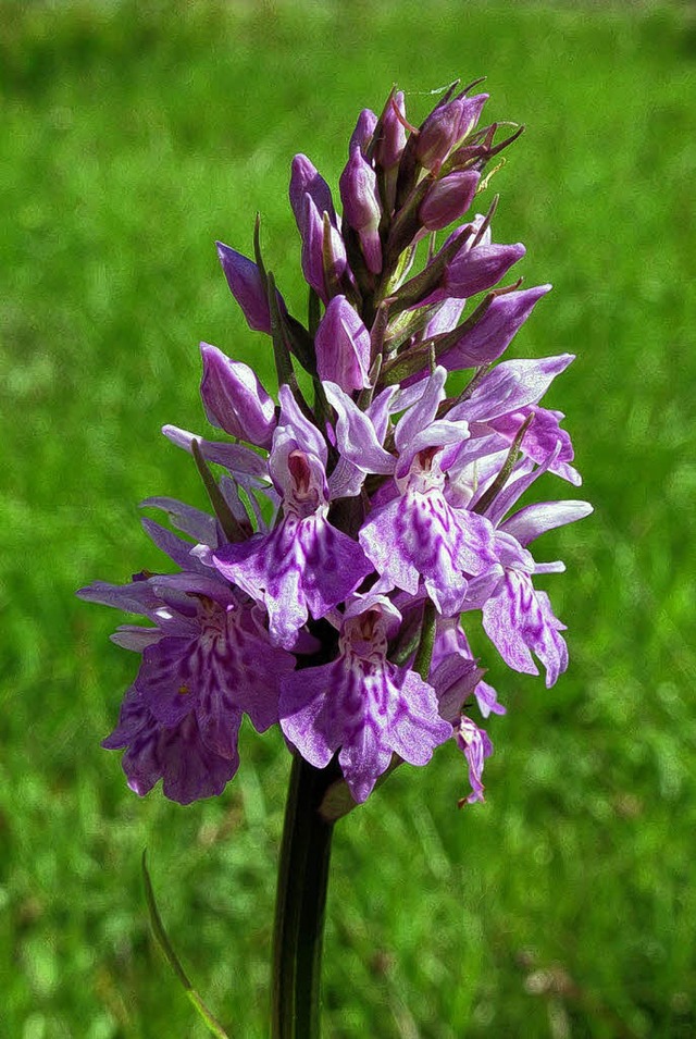 Neben blhenden Blumen sind  in Ebnet ...hlreiche Orchideenarten zu bewundern.   | Foto: Privat