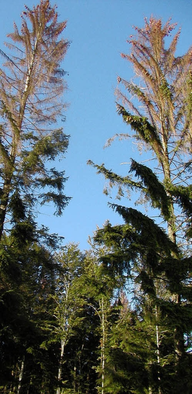 Im Hotzenwald macht sich langsam wieder der gefrchtete Borkenkfer breit.   | Foto: Wolfgang Adam