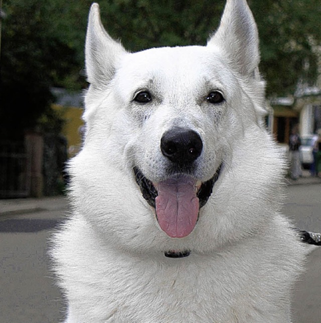 Tierische Mitarbeiter  sind von der Hundesteuer befreit.   | Foto: Umiger