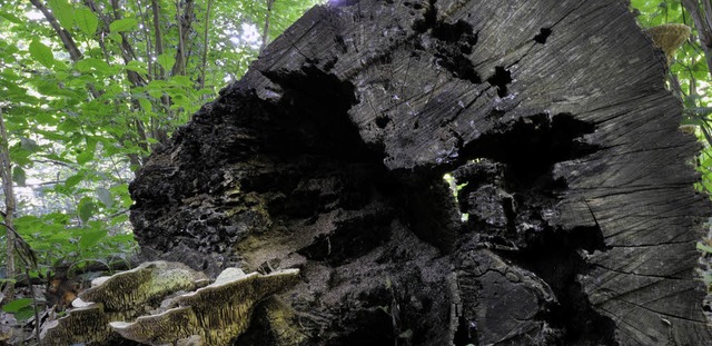 Noch immer sterben Eichen im Mooswald den Trockentod.   | Foto: Schneider