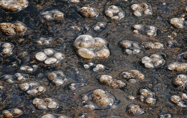 Massenweise werden die Ohrenquallen an die Wasseroberflche getrieben.   | Foto: dpa