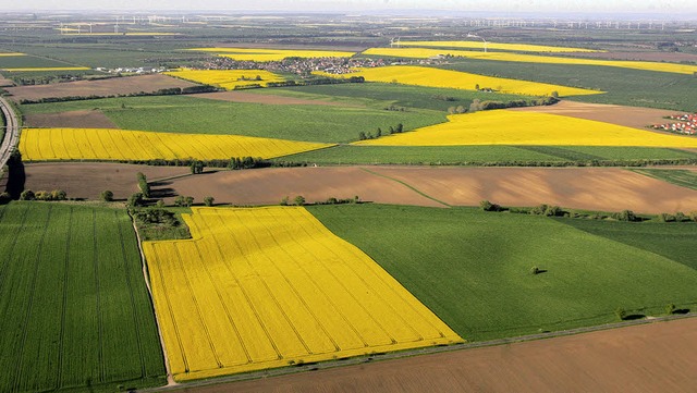 Sieht mit seinen gelben Blten schn a... der Raps als Grundstoff fr Biosprit.  | Foto: dpa