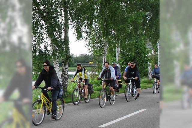 Radweg statt Birkenallee