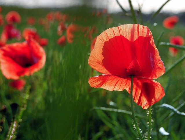 Eine leuchtende Schnheit: der Klatschmohn.   | Foto: jbs