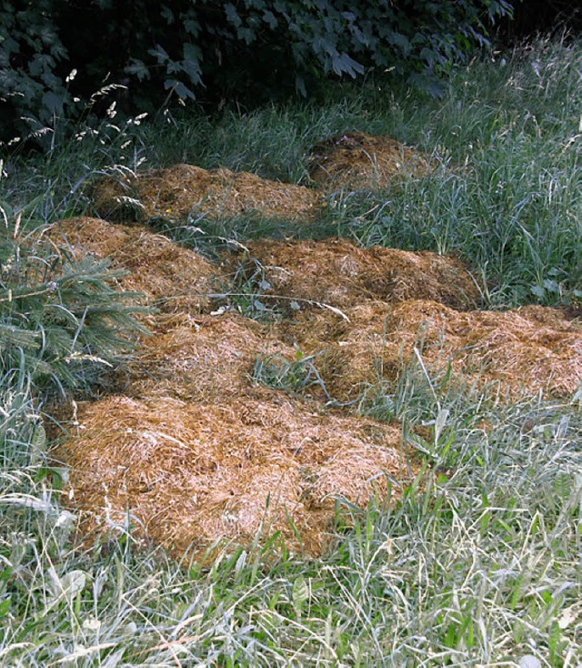 Gras- und Rasenschnitt vom Famil<?TrFu...t  auerhalb des Zaunes vor sich hin.   | Foto: Dieckmann