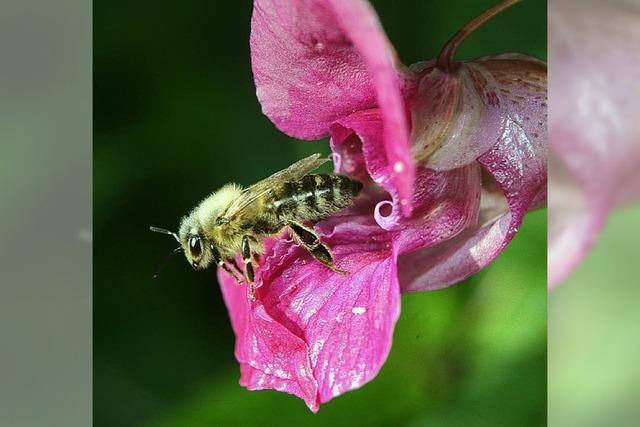 Bienen stehen aufs Springkraut – Naturschtzer nicht