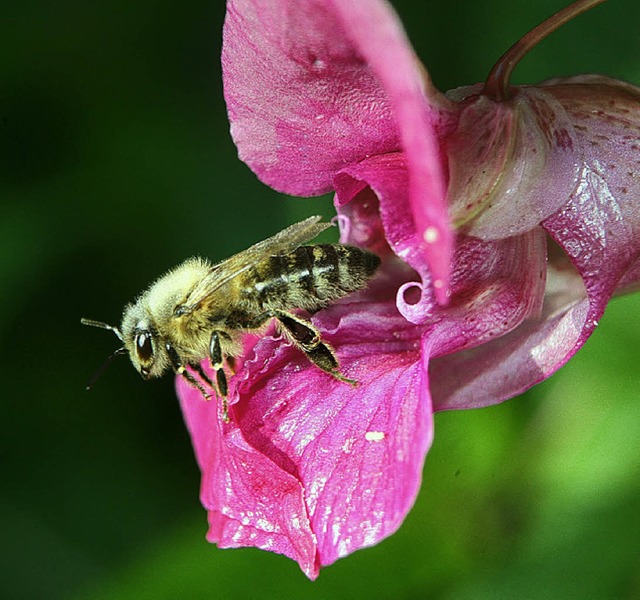 Bienen sind auf das Indische Springkraut angewiesen.   | Foto: dpa