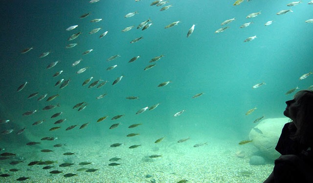 Findet Nemo: In 36 Aquarien werden Bes...lreiche  Fischarten bestaunen knnen.   | Foto: dpa