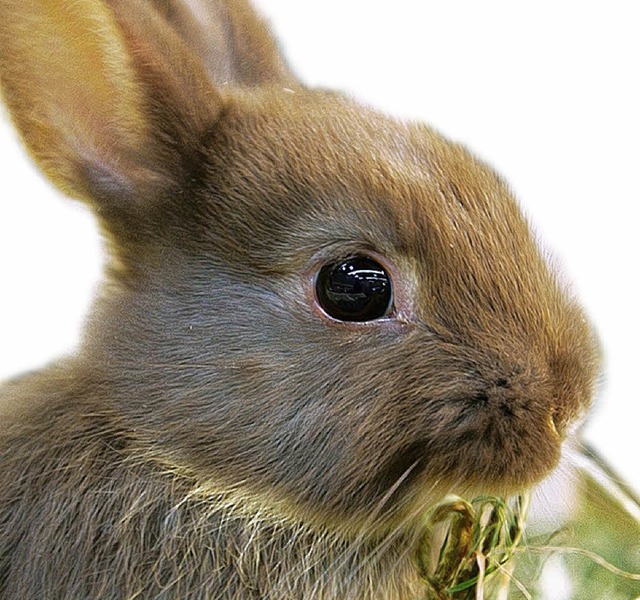 Kaninchen vermehren sich sprichwrtlich.   | Foto: BZ