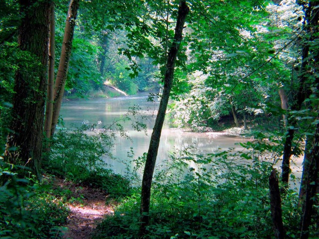 Der Rheinauewald bei Wyhl &#8211; fr ...in Teil des Hochwasserschutzkonzepts.   | Foto: Wendel