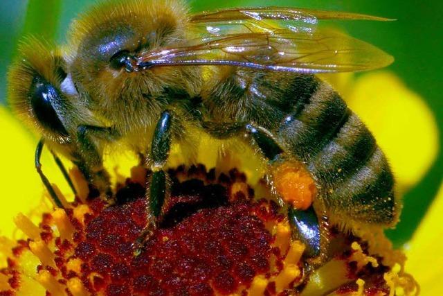 Furcht vor neuem Bienensterben