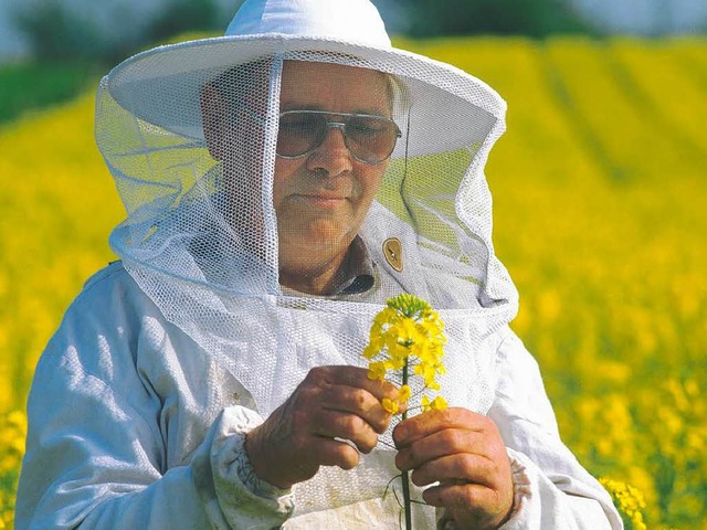 Die kommende neue Rapssaat &#8211; eine Bedrohung fr die Bienen?  | Foto: obs