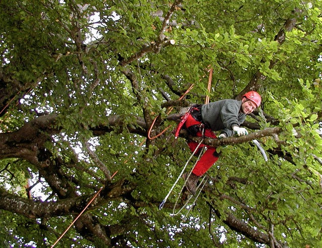 Wie Tarzan von Ast zu Ast schwang sich...erung der doppelstmmigen Prachtbuche.  | Foto:   WOLFGANG ADAM