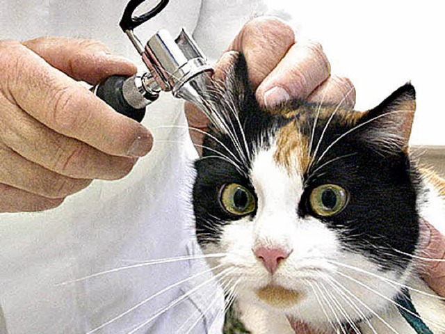 Die geliebte Katze beim Tierarzt: Das kann teuer werde  | Foto: Michael Bamberger