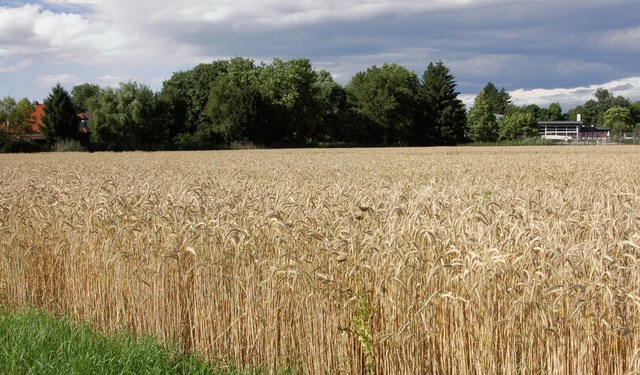 Am linken Rand  dieses Getreidefelds l...n, rechts  hinten das Hallenfreibad.    | Foto: manfred Frietsch
