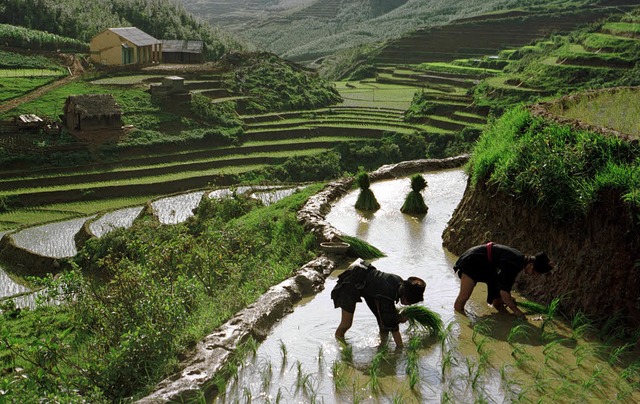 Bauern bei der Reisernte im Dorf Su Pan in Vietnam   | Foto: dpa
