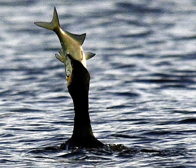 Kormorane knnen den Fischbestand eine...ch wieder abgeschossen werden drfen.   | Foto: dpa
