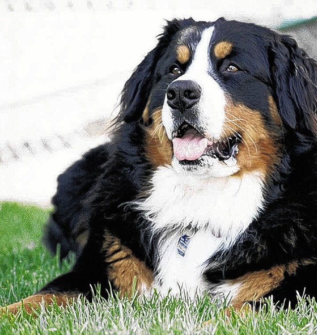 Ein Berner-Sennenhund-Mischling, hnli...chlimmen Vorfalls auf einem Bauernhof.  | Foto: ARCHIV