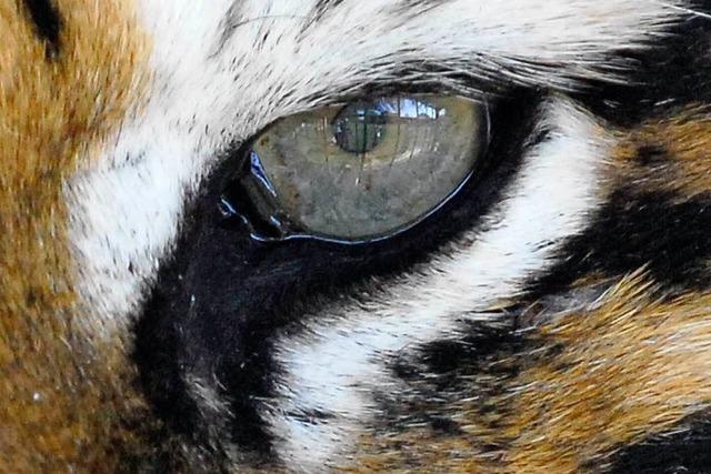 Im Auge des Mundenhof-Tigers