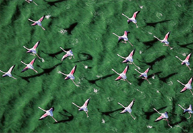 Rosa Flamingos auf flaschengrnem Meer   | Foto: Robert B. Haas