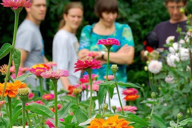 Wildfremde im Beet