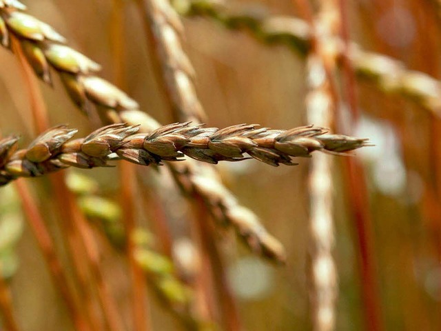 Landwirtschaftliche Erzeugnisse sollen weniger staatlichen Schutz genieen.   | Foto: dpa