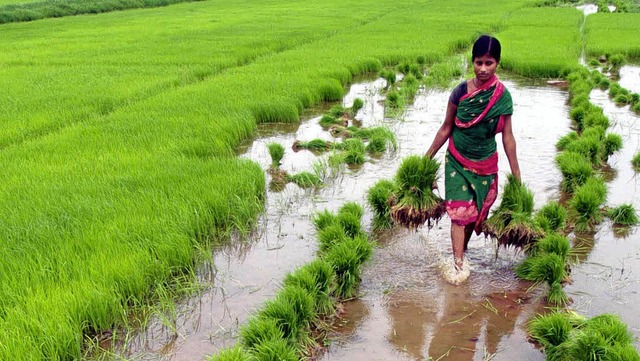 Bessere Chancen fr ihre Produkte bekommt  diese indische Reisbuerin.  | Foto: dpa