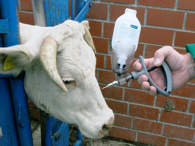 In zwei Schritten werden Rinder gegen die Blauzungenkrankheit geimpft.  | Foto: dpa