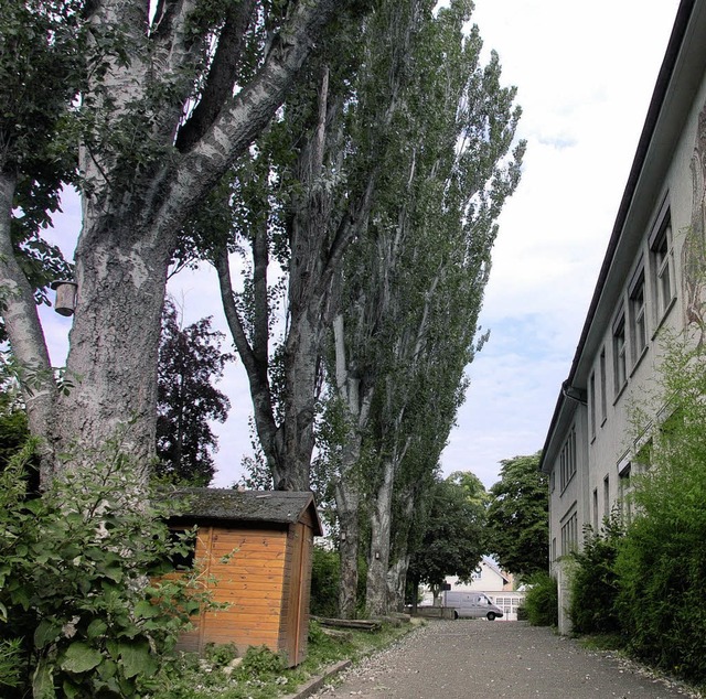 Sind nicht mehr zu halten: die Pappeln bei der Rheinschule   | Foto: Frey