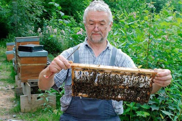 Landesanstalt sagt: Es gibt kein Bienensterben
