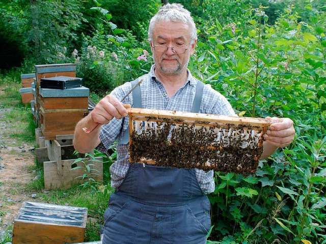 Gerhard Liebig begutachtet die Bienens...esanstalt fr Bienenkunde in Mahlberg.  | Foto: Uni Hohenheim