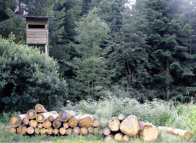 Rund 230000 Euro brachte der Gemeindewald  2007 in die Kasse in Friedenweiler.   | Foto: Liane Schilling