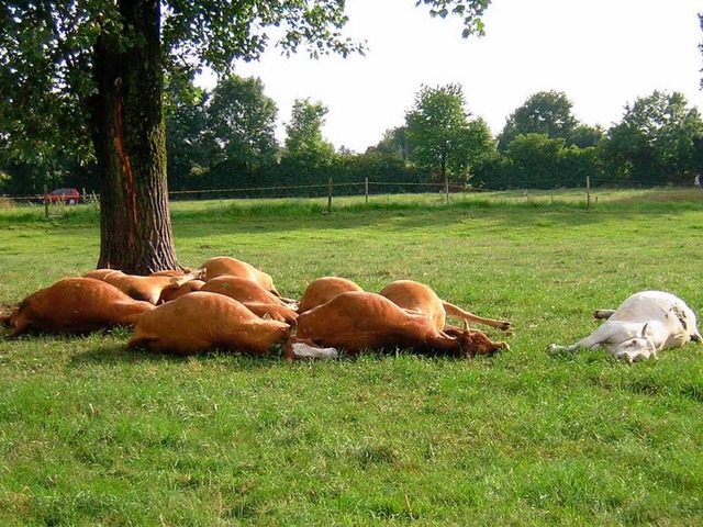 Elf trchtige Khe wurden am frhen Ab... Weide bei Sexau  vom Blitz getroffen.  | Foto: Gerhard Walser