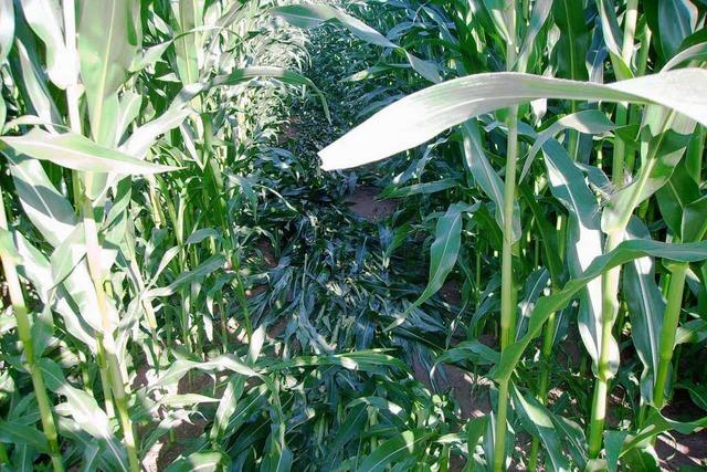 Maisfelder werden mutwillig zerstrt