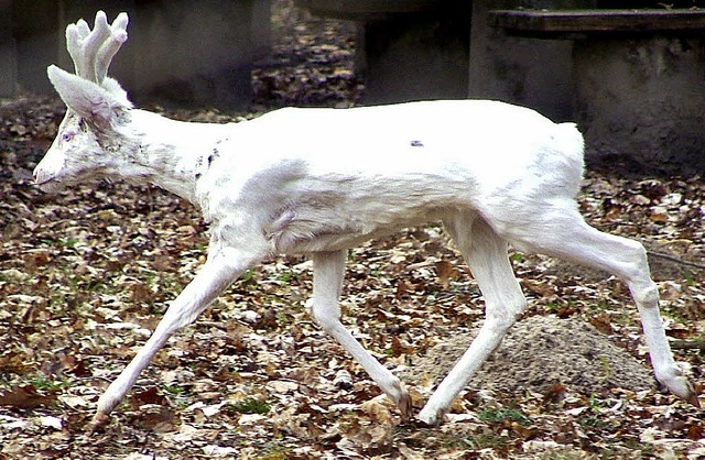 Weier Rehbock 