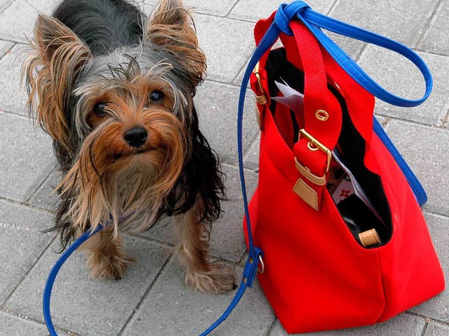 Vorsicht vor Handtaschen-Dieben! Ob di...Terrier etwas dagegen ausrichten kann?  | Foto: Ingo Schneider