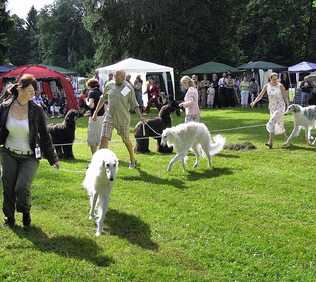 Viele Rassehunde, die vom Herrchen ode...hmer- und Publikumsresonanz war gut.    | Foto: Dorer