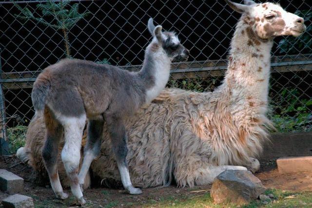 Nachwuchs bei den Lamas