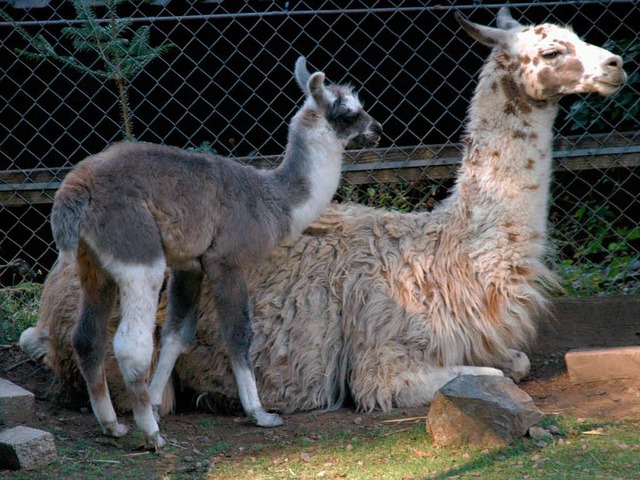 Der Schwarzwaldzoo hat einen neuen Bew...i Wochen ist ein kleines Lama geboren.  | Foto: Hubert Bleyer ?