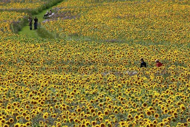 Bilder des Tages: Sonnenblumen ,