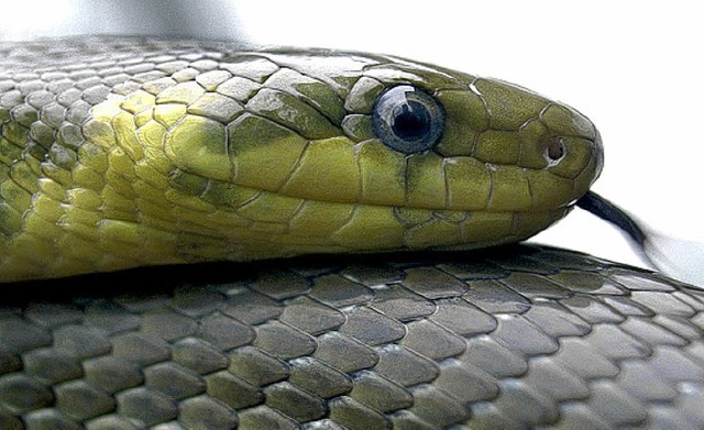 Die lange Schlange   | Foto: dpa